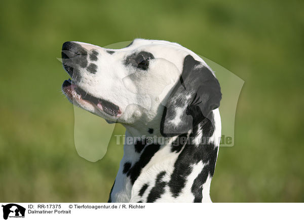 Dalmatiner Portrait / Dalmatian Portrait / RR-17375