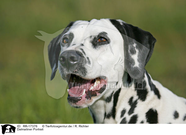 Dalmatiner Portrait / Dalmatian Portrait / RR-17376