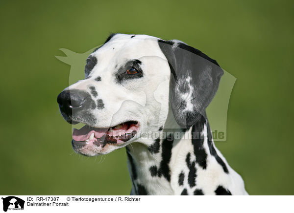 Dalmatiner Portrait / Dalmatian Portrait / RR-17387