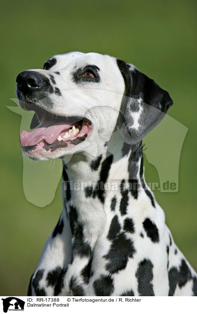 Dalmatiner Portrait / Dalmatian Portrait / RR-17388