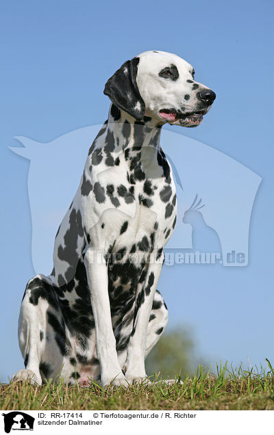 sitzender Dalmatiner / sitting Dalmatian / RR-17414