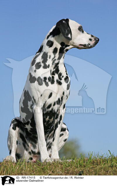 sitzender Dalmatiner / sitting Dalmatian / RR-17415