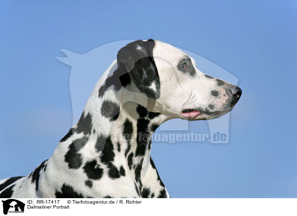 Dalmatiner Portrait / Dalmatian Portrait / RR-17417