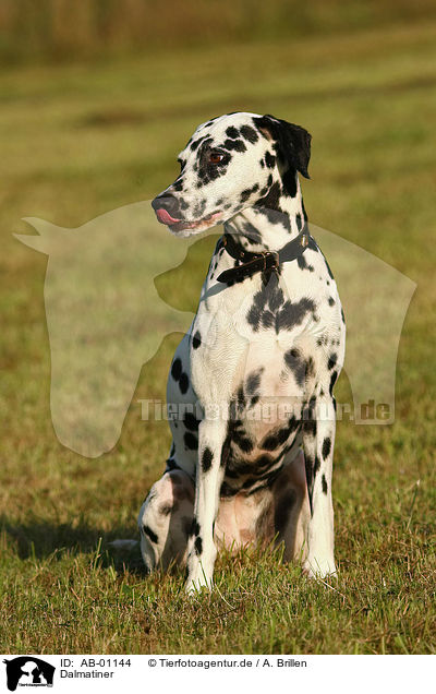 Dalmatiner / Dalmatian / AB-01144