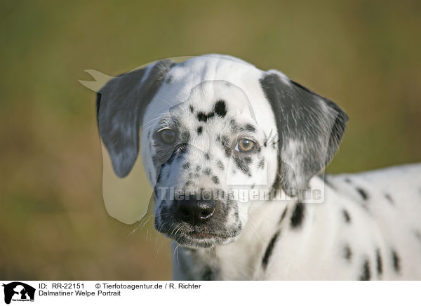 Dalmatiner Welpe Portrait / Dalmatian Puppy Portrait / RR-22151