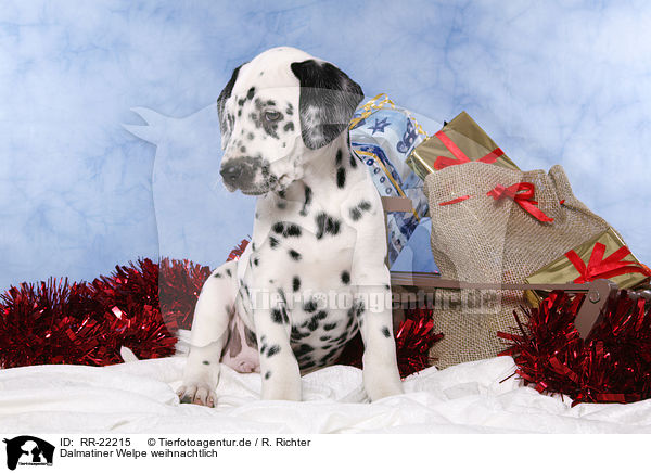 Dalmatiner Welpe weihnachtlich / Dalmatian puppy Christmasy / RR-22215