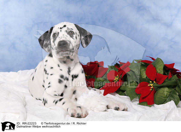 Dalmatiner Welpe weihnachtlich / Dalmatian puppy Christmasy / RR-22223