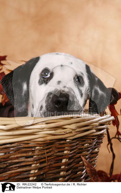 Dalmatiner Welpe Portrait / Dalmatian Puppy Portrait / RR-22242