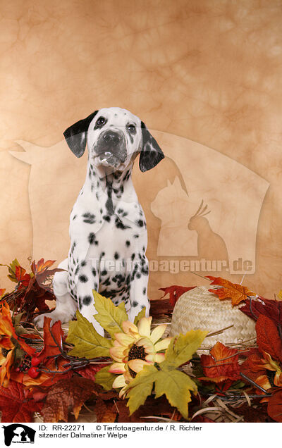 sitzender Dalmatiner Welpe / sitting Dalmatian Puppy / RR-22271