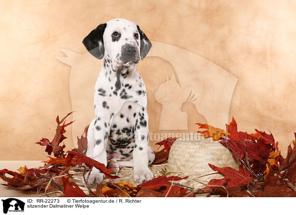 sitzender Dalmatiner Welpe / sitting Dalmatian Puppy / RR-22273