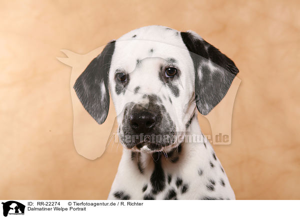 Dalmatiner Welpe Portrait / Dalmatian Puppy Portrait / RR-22274