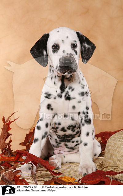 sitzender Dalmatiner Welpe / sitting Dalmatian Puppy / RR-22276