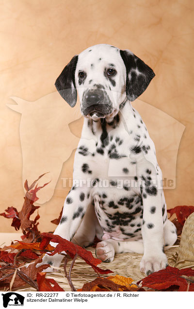 sitzender Dalmatiner Welpe / sitting Dalmatian Puppy / RR-22277