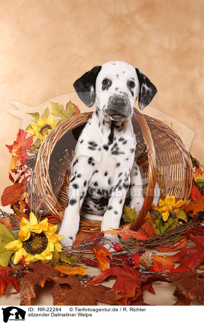 sitzender Dalmatiner Welpe / sitting Dalmatian Puppy / RR-22284