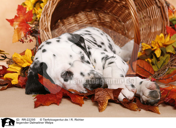 liegender Dalmatiner Welpe / lying Dalmatian puppy / RR-22295