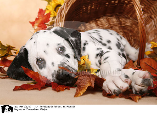 liegender Dalmatiner Welpe / lying Dalmatian puppy / RR-22297