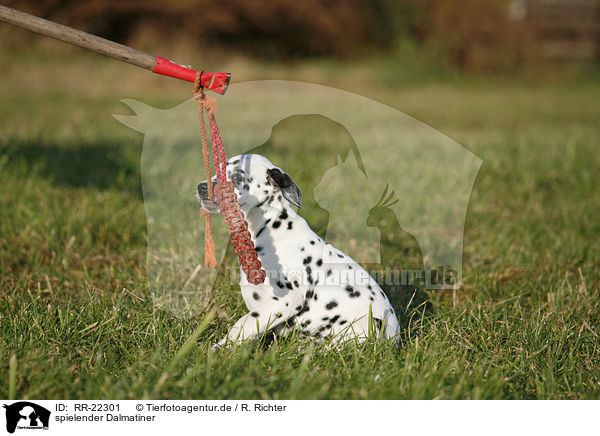 spielender Dalmatiner / playing Dalmatian / RR-22301