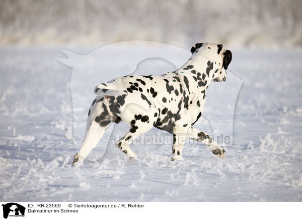Dalmatiner im Schnee / Dalmatian in the snow / RR-23569