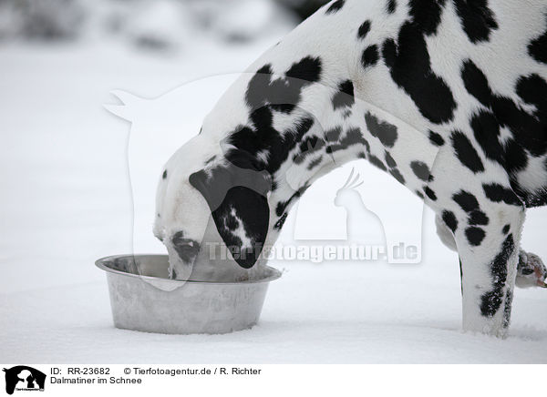 Dalmatiner im Schnee / Dalmatian in the snow / RR-23682