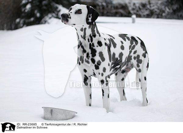 Dalmatiner im Schnee / Dalmatian in the snow / RR-23685