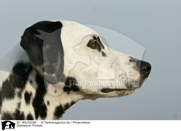 Dalmatiner Portrait / Dalmatian portrait / BS-02298