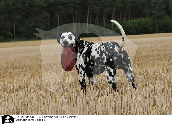 Dalmatiner mit Frisbee / AP-05536