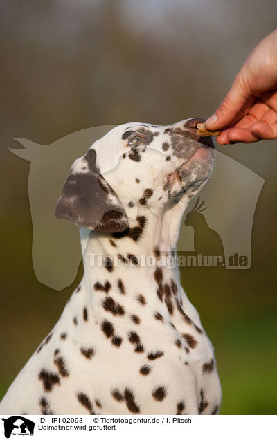 Dalmatiner wird gefttert / feeding a Dalmatian / IPI-02093