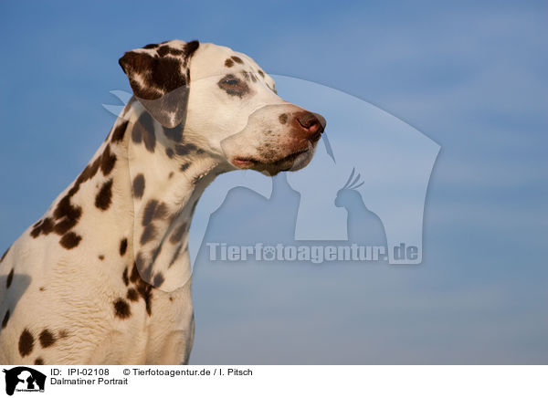 Dalmatiner Portrait / Dalmatian Portrait / IPI-02108