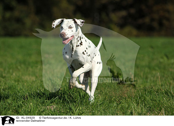 rennender Dalmatiner / running Dalmatian / KL-04929