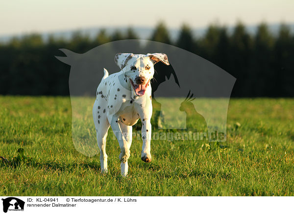 rennender Dalmatiner / running Dalmatian / KL-04941