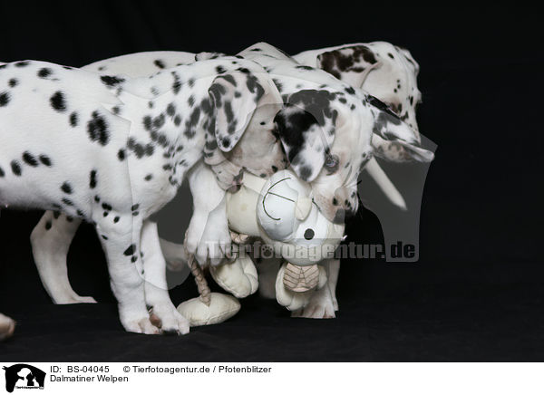 Dalmatiner Welpen / Dalmatian Puppies / BS-04045