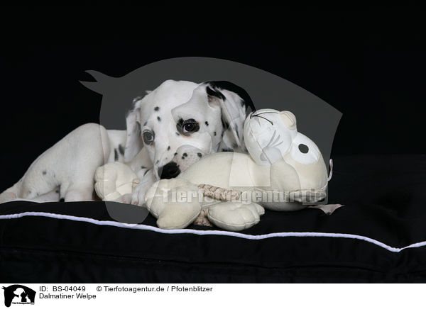Dalmatiner Welpe / Dalmatian Puppy / BS-04049