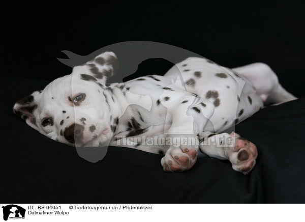 Dalmatiner Welpe / Dalmatian Puppy / BS-04051