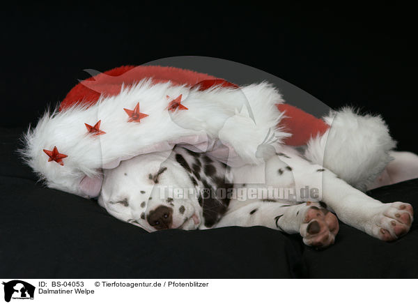 Dalmatiner Welpe / Dalmatian Puppy / BS-04053