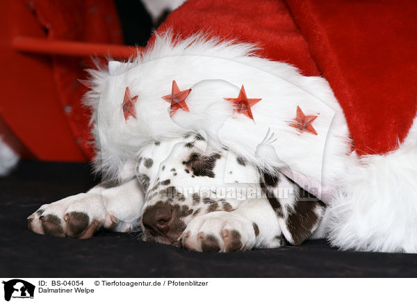 Dalmatiner Welpe / Dalmatian Puppy / BS-04054