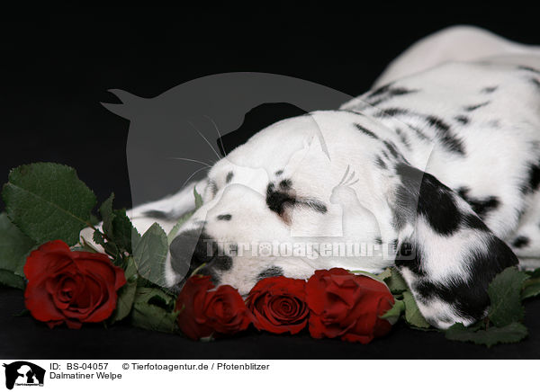 Dalmatiner Welpe / Dalmatian Puppy / BS-04057