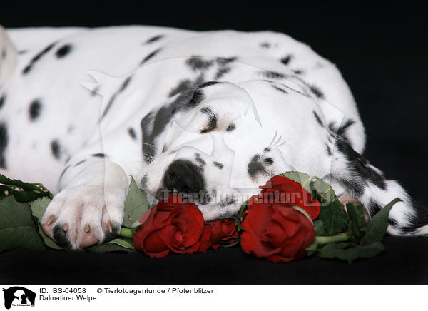Dalmatiner Welpe / Dalmatian Puppy / BS-04058