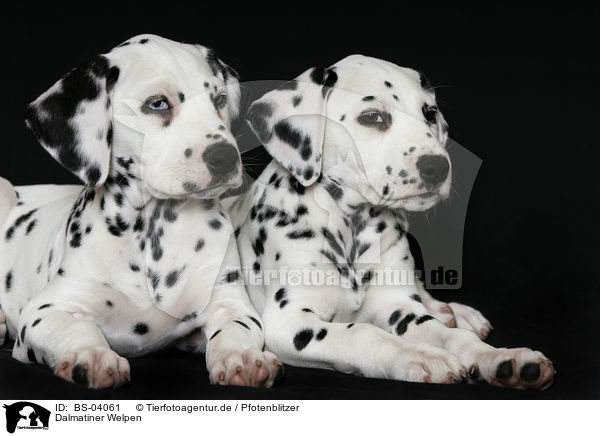 Dalmatiner Welpen / Dalmatian Puppies / BS-04061