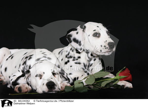 Dalmatiner Welpen / Dalmatian Puppies / BS-04062