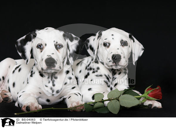 Dalmatiner Welpen / Dalmatian Puppies / BS-04063