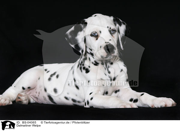 Dalmatiner Welpe / Dalmatian Puppy / BS-04065