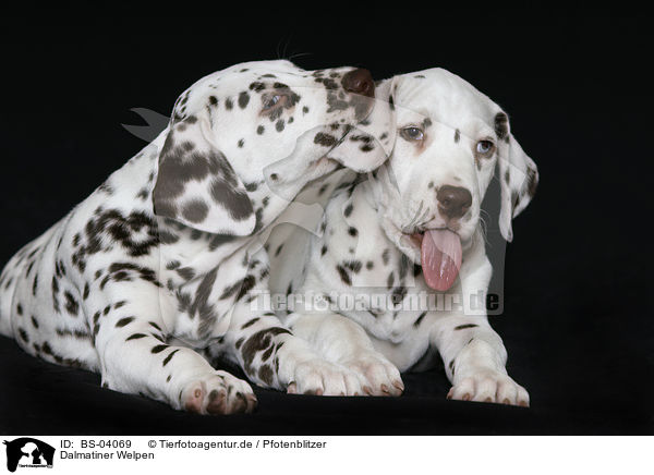 Dalmatiner Welpen / Dalmatian Puppies / BS-04069