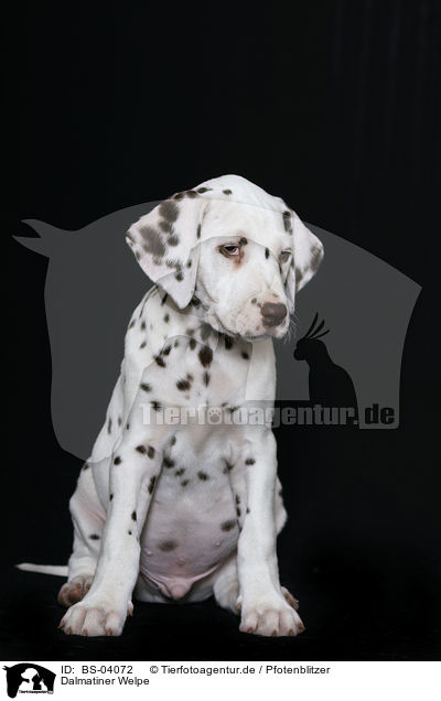 Dalmatiner Welpe / Dalmatian Puppy / BS-04072
