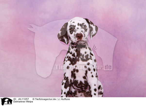 Dalmatiner Welpe / Dalmatian Puppy / JH-11057