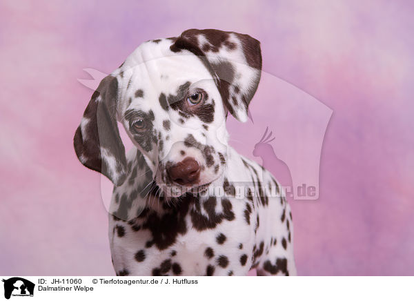 Dalmatiner Welpe / Dalmatian Puppy / JH-11060