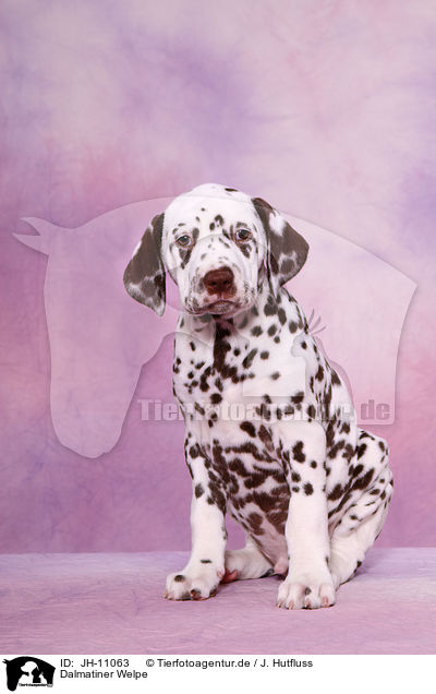 Dalmatiner Welpe / Dalmatian Puppy / JH-11063