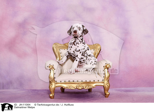 Dalmatiner Welpe / Dalmatian Puppy / JH-11064