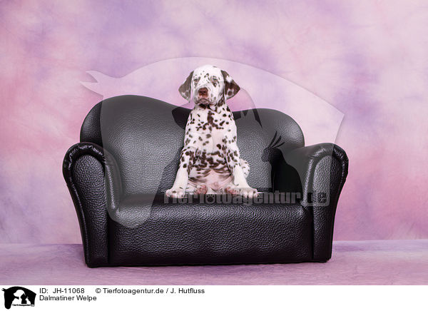 Dalmatiner Welpe / Dalmatian Puppy / JH-11068