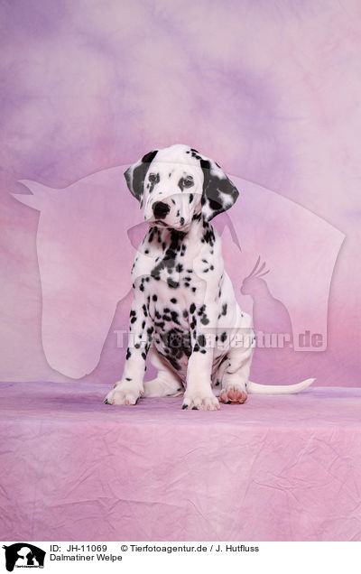 Dalmatiner Welpe / Dalmatian Puppy / JH-11069