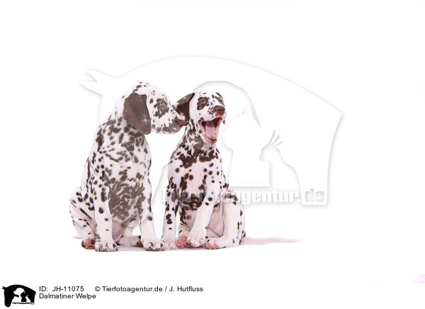 Dalmatiner Welpe / Dalmatian Puppy / JH-11075